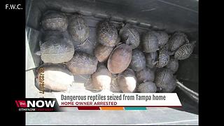 Dangerous reptiles seized from Tampa home