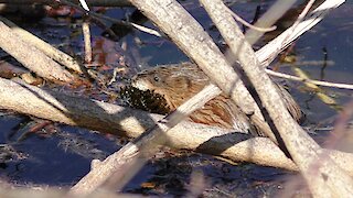 Muskrat has Breakfast