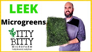 How to Grow Leek Microgreens