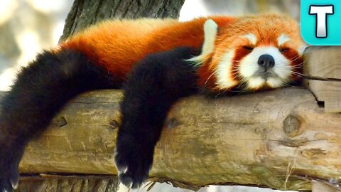 World's Weirdest Animals: Red Panda