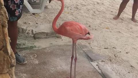 Flamingo takes shower with human at the beach