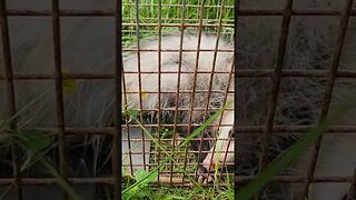 opossum playing dead. #farmlife #farm