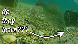 How Many Times will a Fish Bite? (with underwater footage)