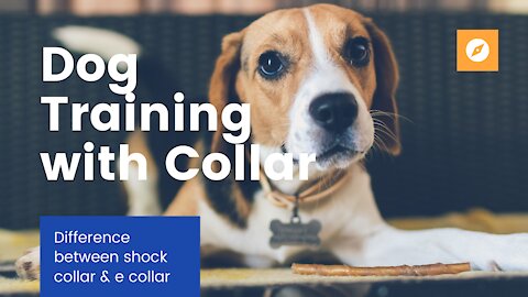 Dog Training - Collar with Remote + what is the difference between shock collar and e collar