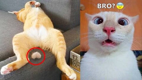 😇 Owners are CRYING, you are LAUGHING! 😹 -The Funniest Cat Videos on the Internet