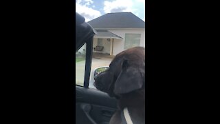 Bear goes for a ride