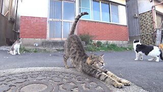Stray cat’s stretching