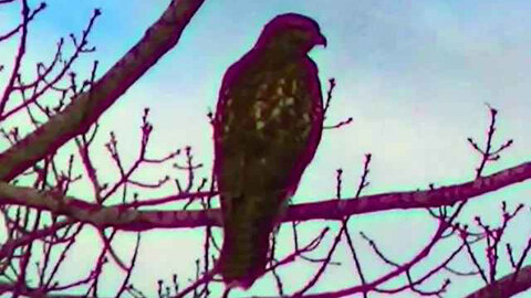 IECV NV #270 - 👀 Red Tailed Hawk 🦅In A Tree In The Neighbor's Yard 10-28-2016