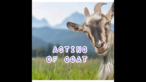 Acting of goat 😂😂