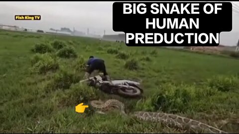 BIG SNAKE OF HUMAN PREDUCTION