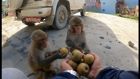 feeding pear and small mango to the group of monkeys || feeding monkey || monkey love pear and mango