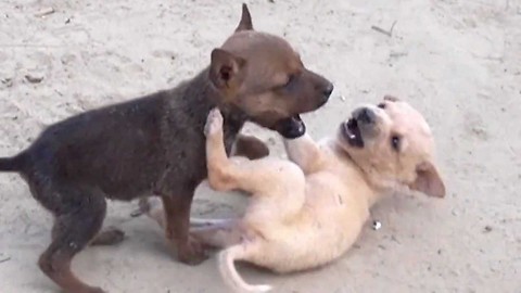 Amazing fight of two puppies