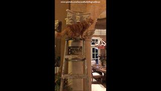 Curious Cat Loves To Climb A Ladder For A Cat's Eye View