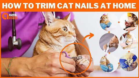 Ultimate Guide: How to Trim Cat Nails At Home Safely & Stress-Free | Animal Vised