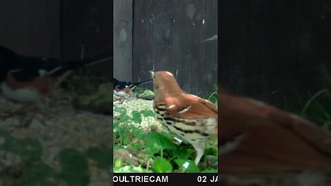 Brown thrasher 🐦thrashing around for supper 🥣#cute #funny #animal #nature #wildlife #trailcam #farm