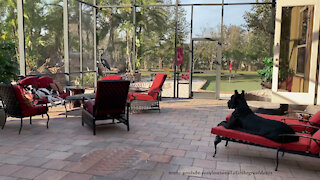 Florida Great Danes love chilling on the lanai