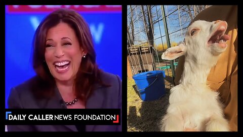 Nightmare: What If Animals Laughed Like Kamala Harris?