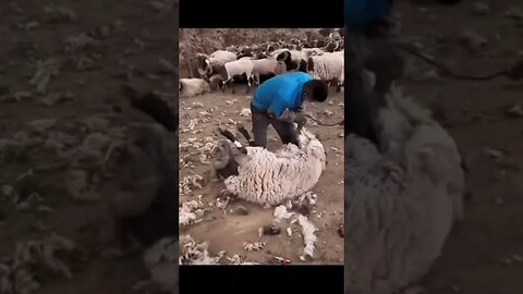 How to Get the Wool From the Sheep 🐑 #shorts #sheep farming