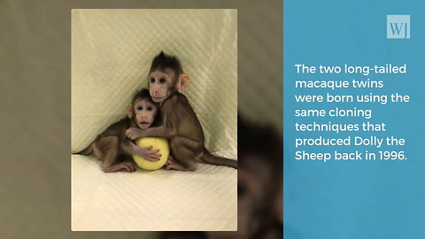 Scientists Have Officially Cloned a Monkey, Confirm It Is Now Possible To Clone a Human Being