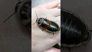 Warthy glow roaches as pets. Stunning creatures.