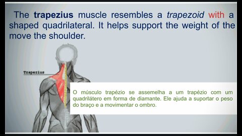 Muscles of the human body