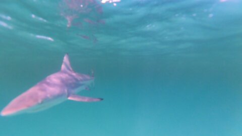 Spinner Shark Breaches Water in Destin