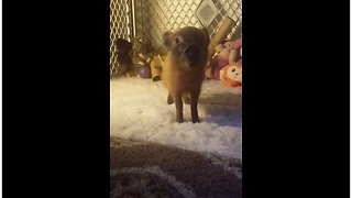 Piglet learns to give hoof on command