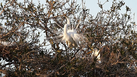 Great Egret Nesting Behavior