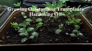 Growing Outstanding Transplants Part 7 (Hardening Off)