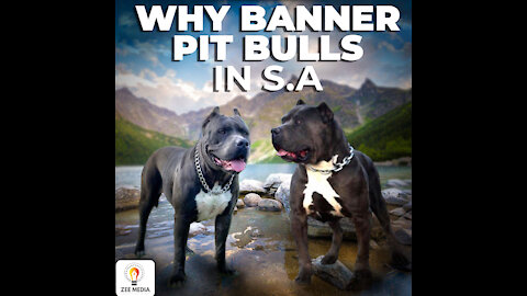 BANNER PIT BULL BOGS Cape Town