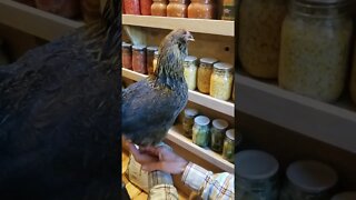Is that a CHICKEN in the pantry?!?