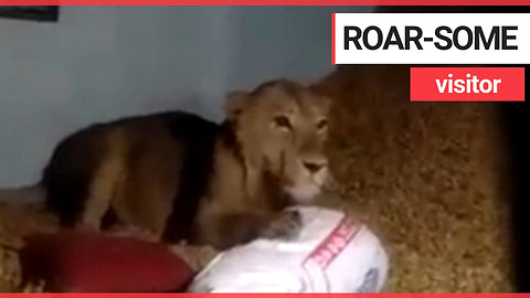 Family find a LION sitting in their home