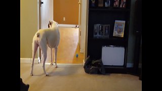 Dog has Hilarious Whine