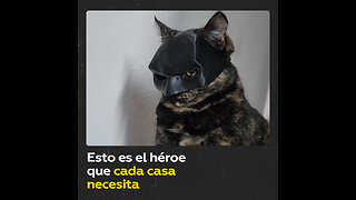 ‘BatCat’ conquista la red y los corazones de los internautas