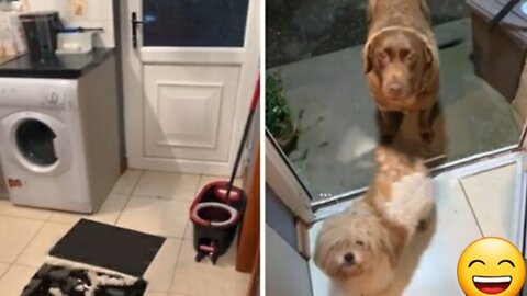 Dogs rush over in the middle of the night to see their neighbor