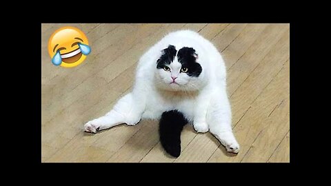 Funny Animal Videos 2022 😂 - Funniest Videos 😺😍