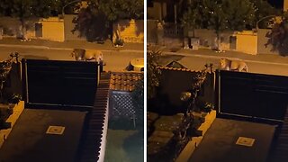 Shocking moment as lion casually walks among the streets of Ladispoli, Italy