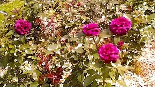 Sundayscape Clips Whetstone-The Park Of Roses Pt 2