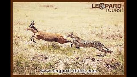 Leopard vs deer battle of life