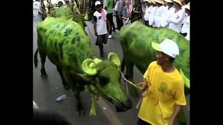 Buffaloes Take Part In Festival