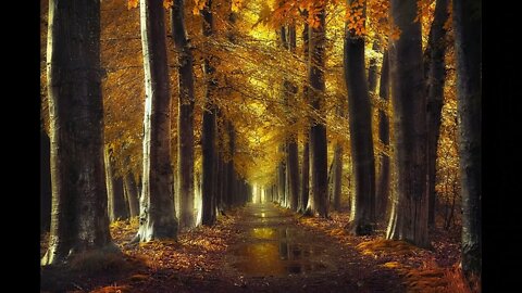 Relaxation Music Unwinding Music - Celtic Music & Autumn Forest Ambience
