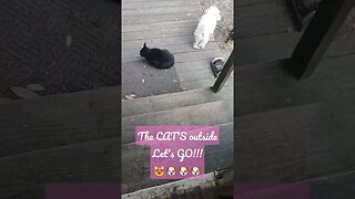 The CAT'S outside😻Let's GO Y'all#cat #dogs #funnydogs