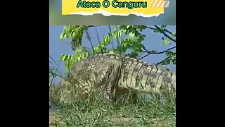 Quando O Crocodilo Ataca O Canguru #shorts
