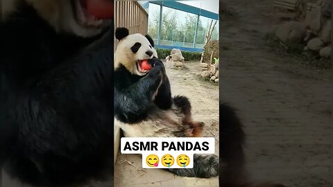 ASMR | Panda's voice is eating #viralvideo #youtubevideo #asmr #mukbang #funnyanimals #crazyanimals