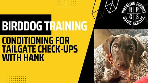Bird Dog Training-Conditioning for Tailgate Check-Ups
