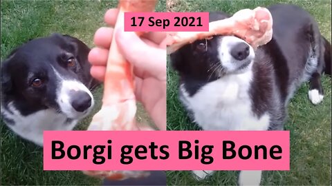 17 Sep 2021 - Borgi gets Big Bone