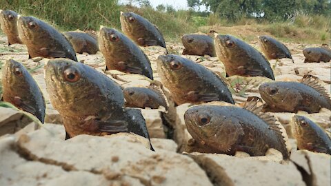 Unique Fishing Technique - Fish hunting in dry season