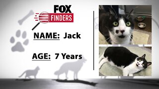 FOX Finders Pet Finder - Jack