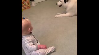 Husky with zoomies sends baby into hysterical giggle fit