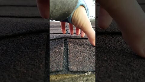 The Best Roof Scratching Screen Scratching You've Ever Seen